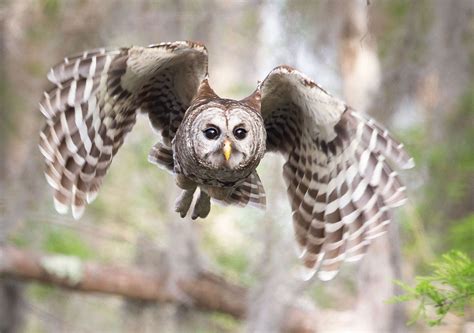 do owls like music while they're hunting for prey