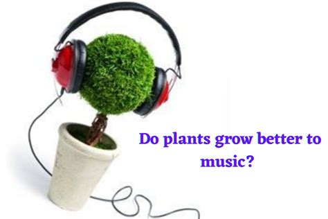 do plants grow better with music - And Does the Genre of Music Matter in Their Growth Process?